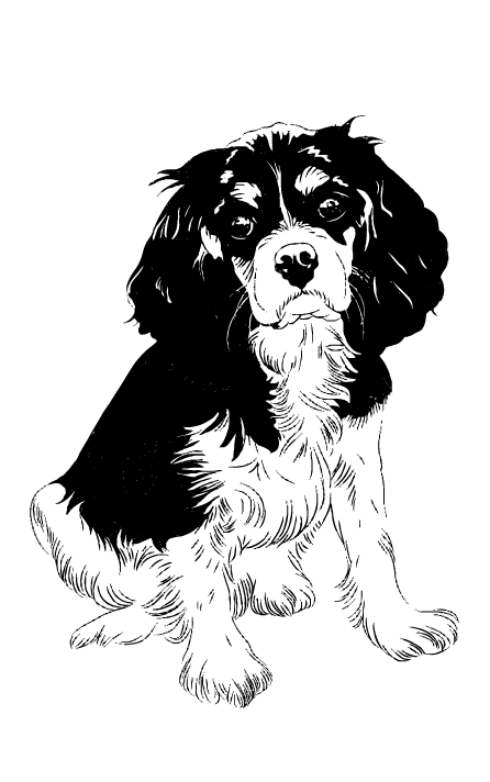 Спанієль 1